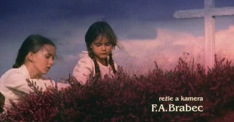 野花社区观看免费观看视频