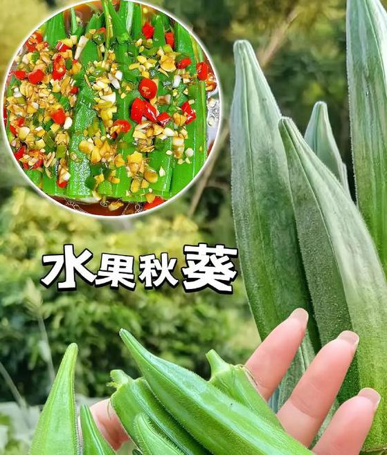 秋葵茄子丝瓜榴莲大全