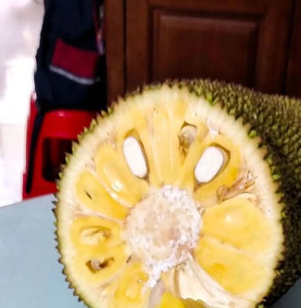 菠萝蜜夜间视频