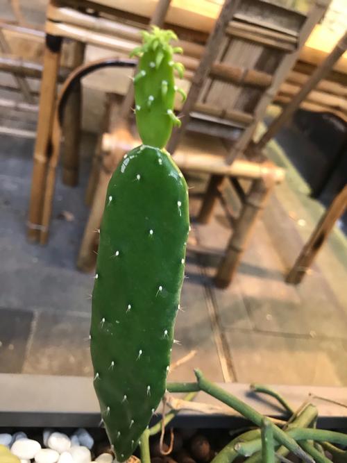 三x短视频仙人掌视频