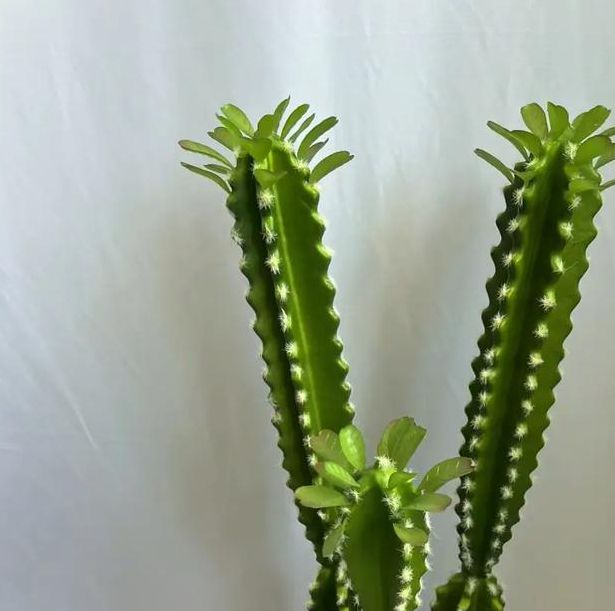 三x短视频仙人掌视频