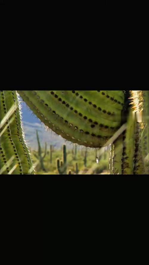 三x短视频仙人掌视频