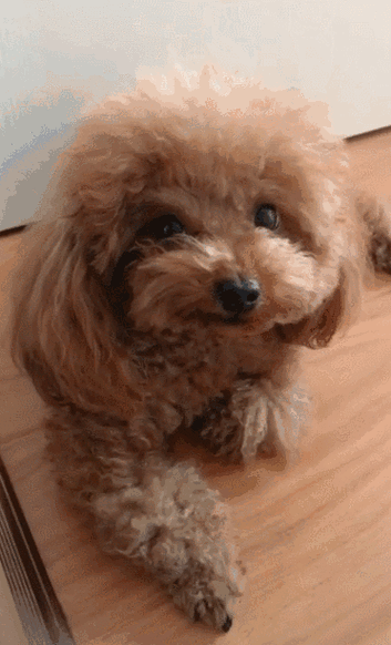 泰迪影院抹茶影视官网