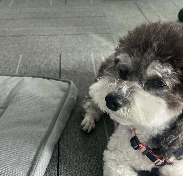 泰迪影院抹茶影视官网