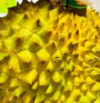 小蝌蚪丝瓜荔枝榴莲樱桃