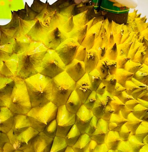 小蝌蚪丝瓜荔枝榴莲樱桃