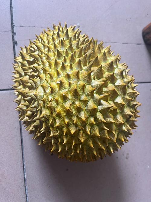 榴莲app下载汅api免费