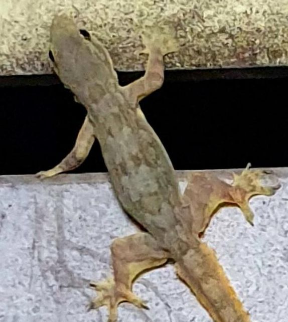 壁虎视频大全视频播放