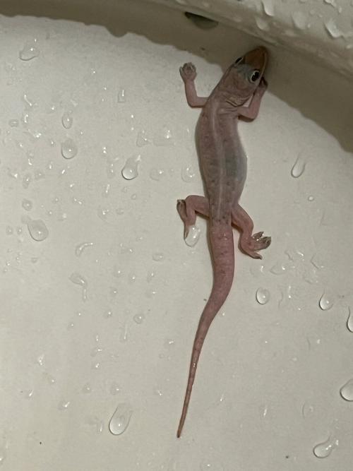 壁虎视频大全视频播放