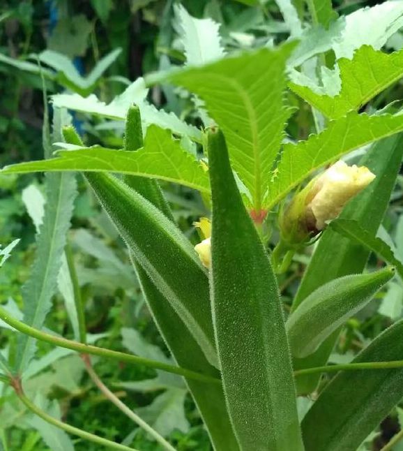 秋葵视频绿巨人视频黄瓜视频