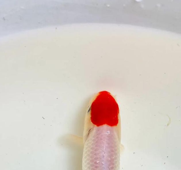 金鱼直播好看不等人