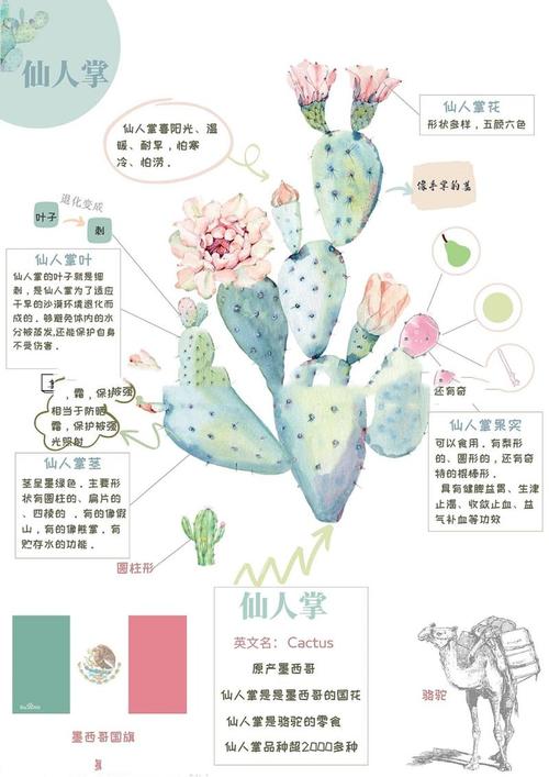 仙人掌嘿呦嘿呦app网站无限看