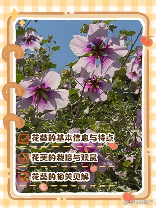 花葵直播下载安装