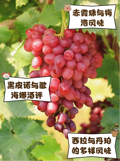 葡萄视频1.6