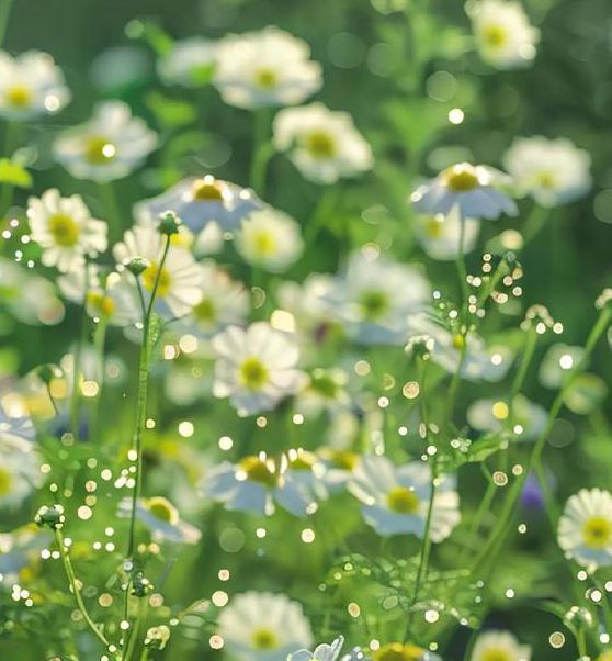 野花视频免费观看高清完整版