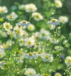 野花视频免费观看高清完整版