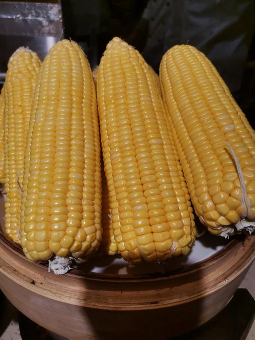 玉米视频在线观看