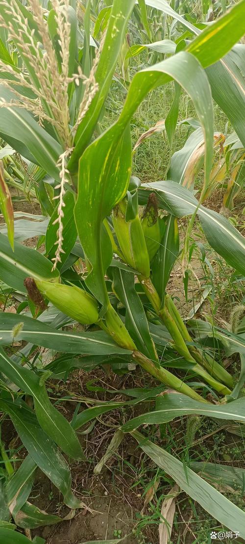 玉米视频在线观看