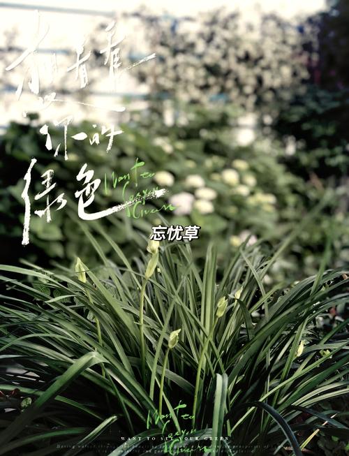 忘忧草影音资源最新资源