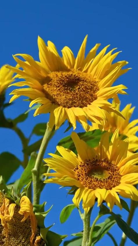 向日葵视频2.0安卓版