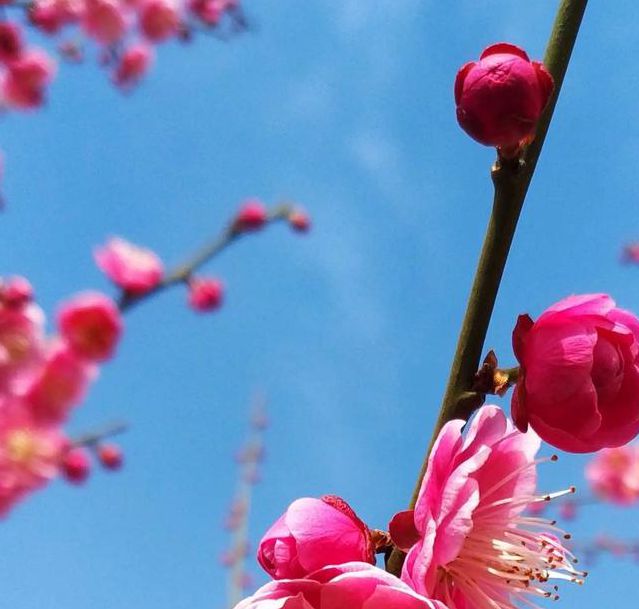 可以免费看6次的梅花视频