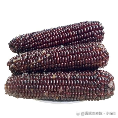 玉米视频成人免费看