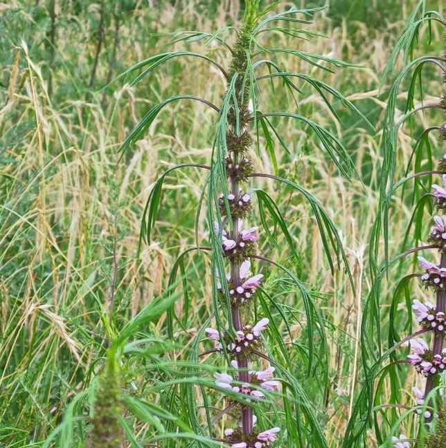 野草视频中文在线
