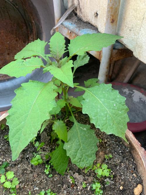 野草视频中文在线