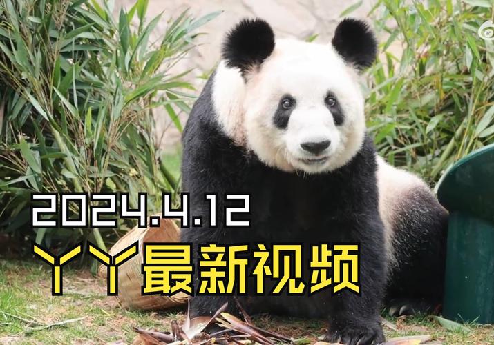 熊猫视频安卓版