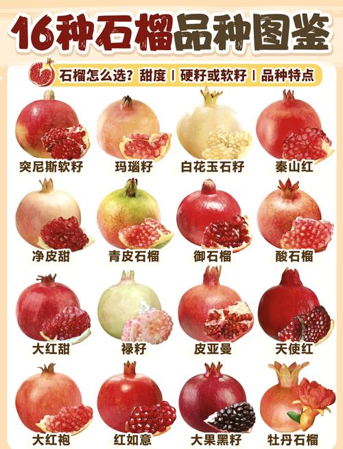 石榴成人污APP无限