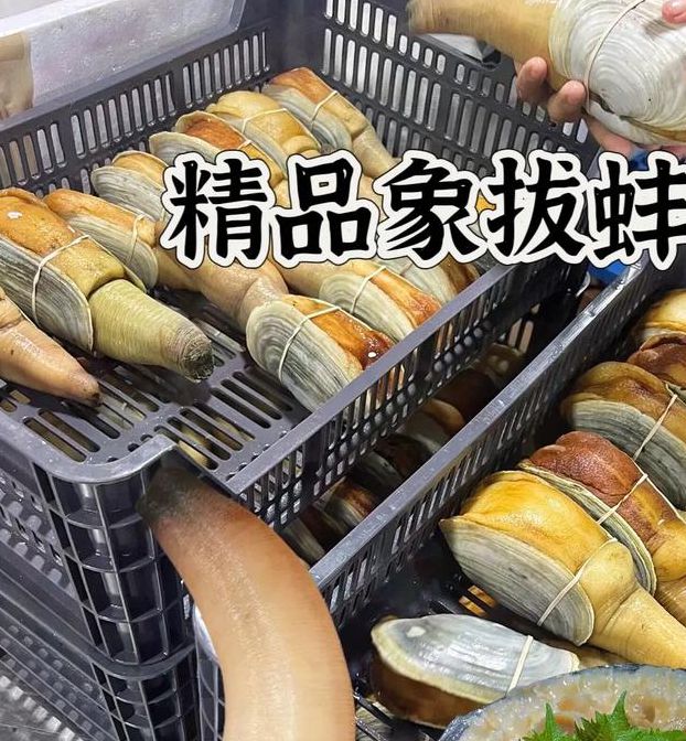 象拔蚌在线日本