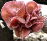 极品中的极品粉嫩木耳