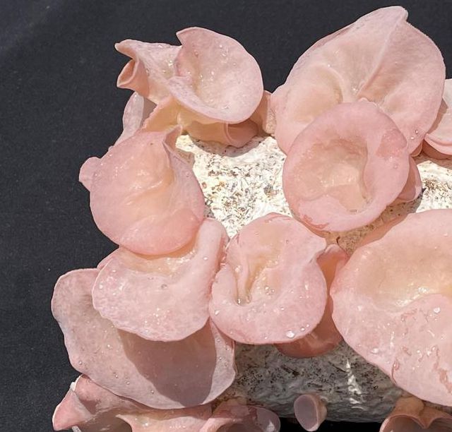 极品中的极品粉嫩木耳