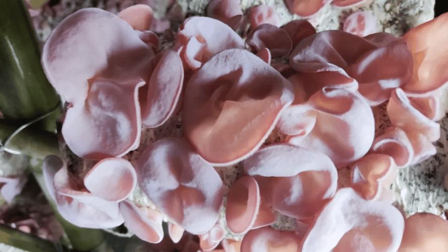 极品中的极品粉嫩木耳