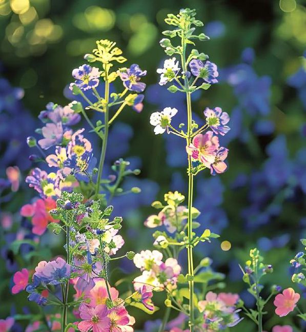 野花日本中文版免费观看精品版