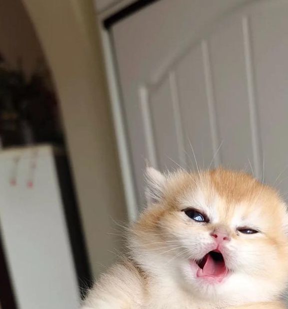 猫咪视频无限次iOS