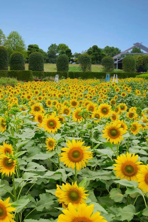 芭乐草莓向日葵丝瓜视频