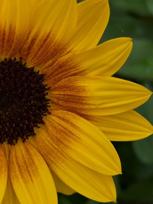 向日葵成视频在线观看免费播放高清版下载