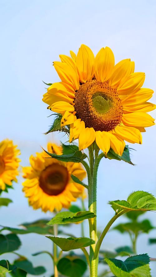 向日葵成视频在线观看免费播放高清版下载