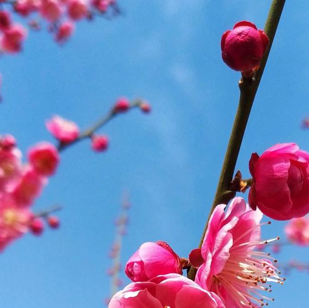 梅花视频下载汅api免费下载大全免费版