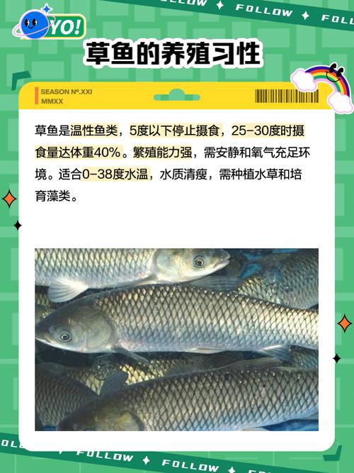 国产草鱼珍珠鱼免费网站入口