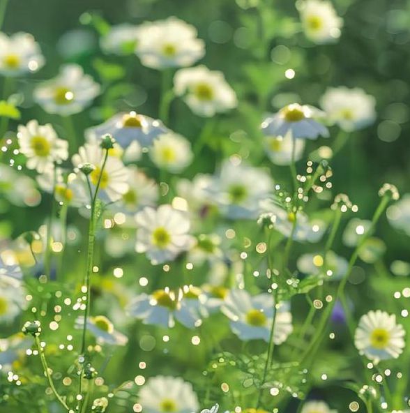 野花视频手机版免费观看完整版