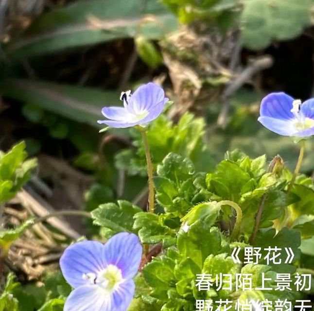 野花视频手机版免费观看完整版