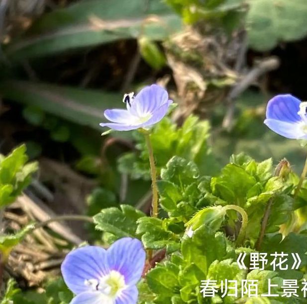 野花视频1.1.5安卓版