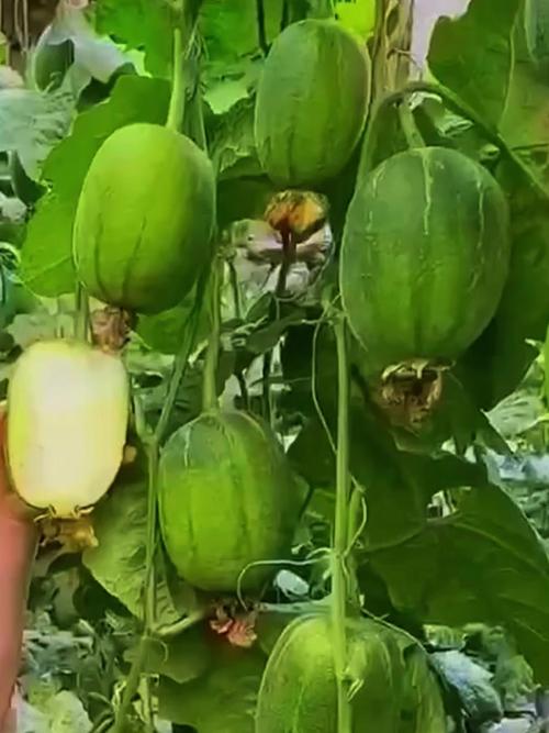 草莓苹果香蕉荔枝丝瓜大全