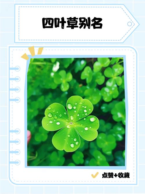 四叶草研究社黄