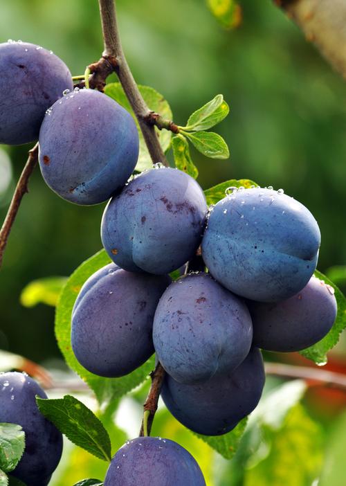 水果无限制视频大全