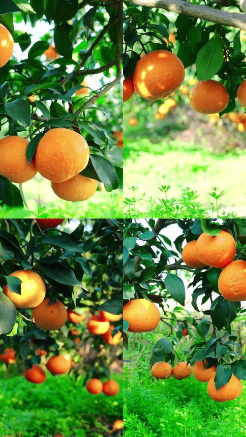 水果无限制视频大全