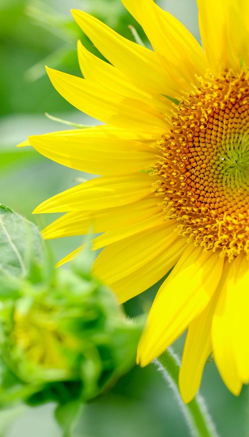 向日葵视频安卓版下载