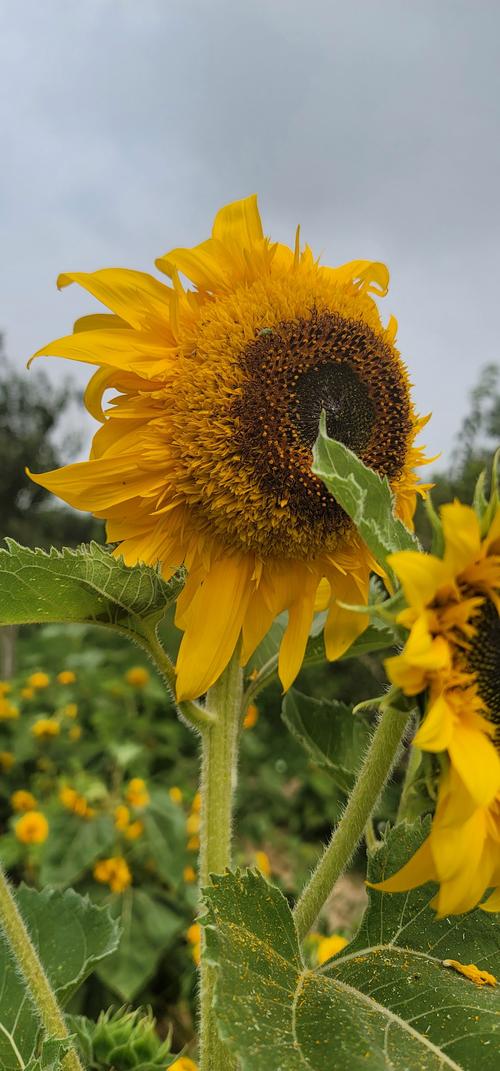 向日葵视频安卓版下载
